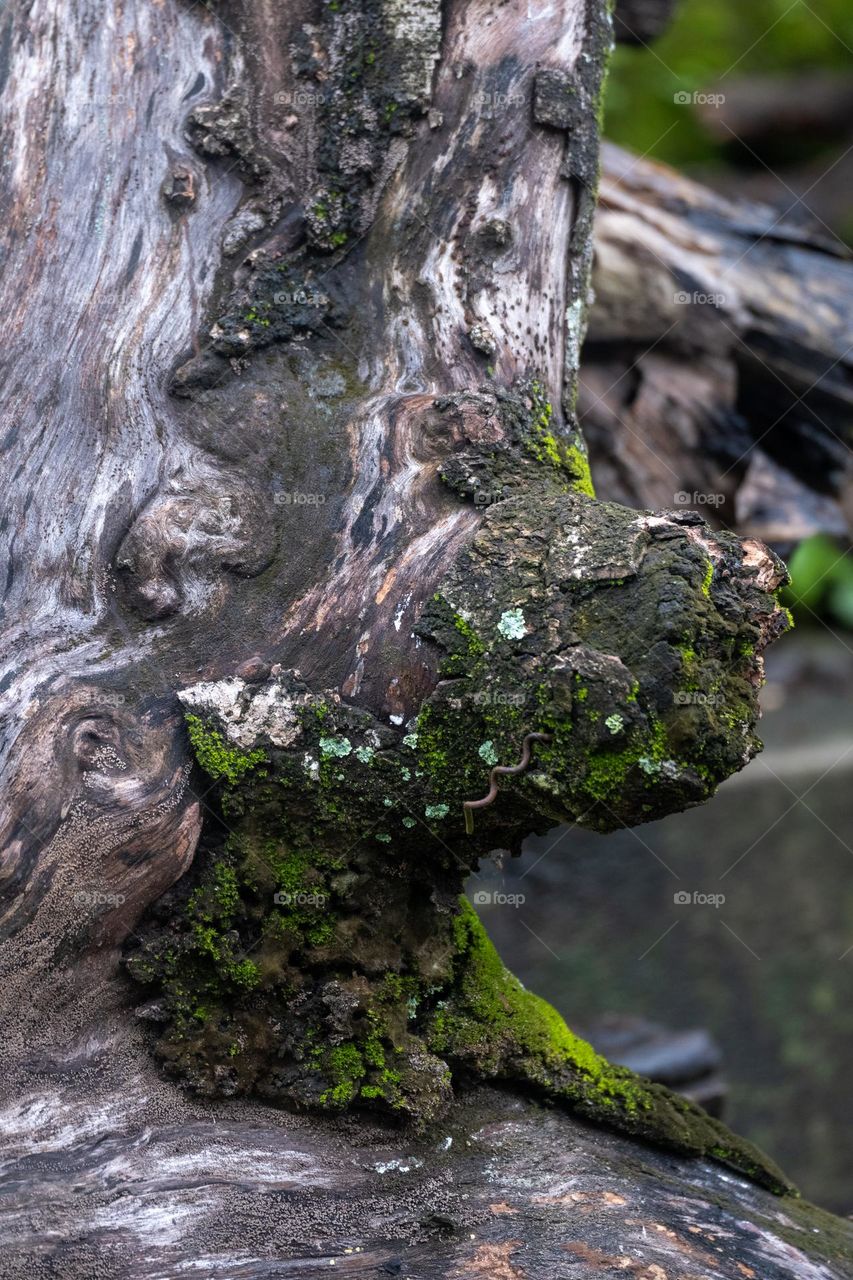 close up of weathered wood