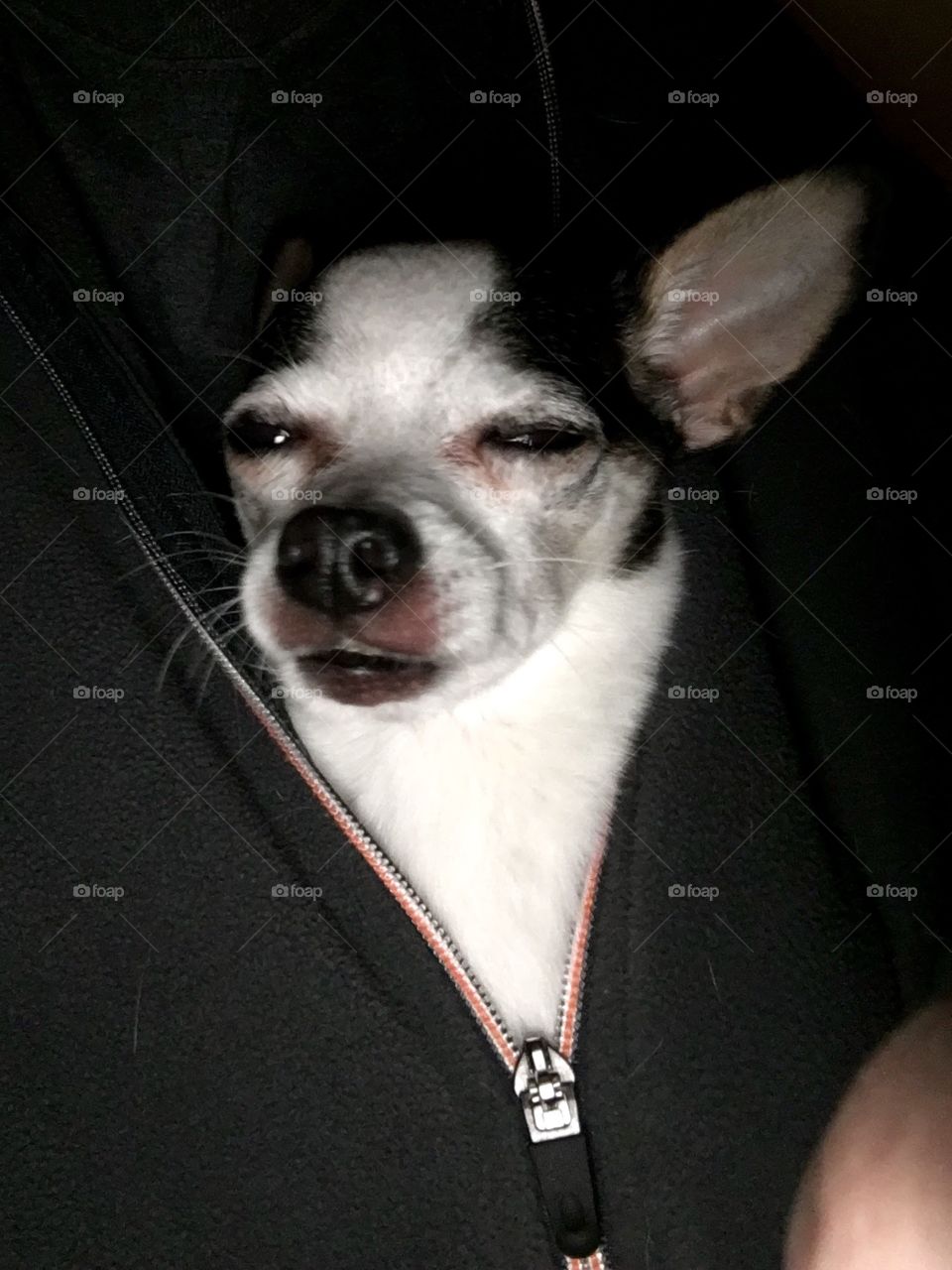 Cold little chihuahua 