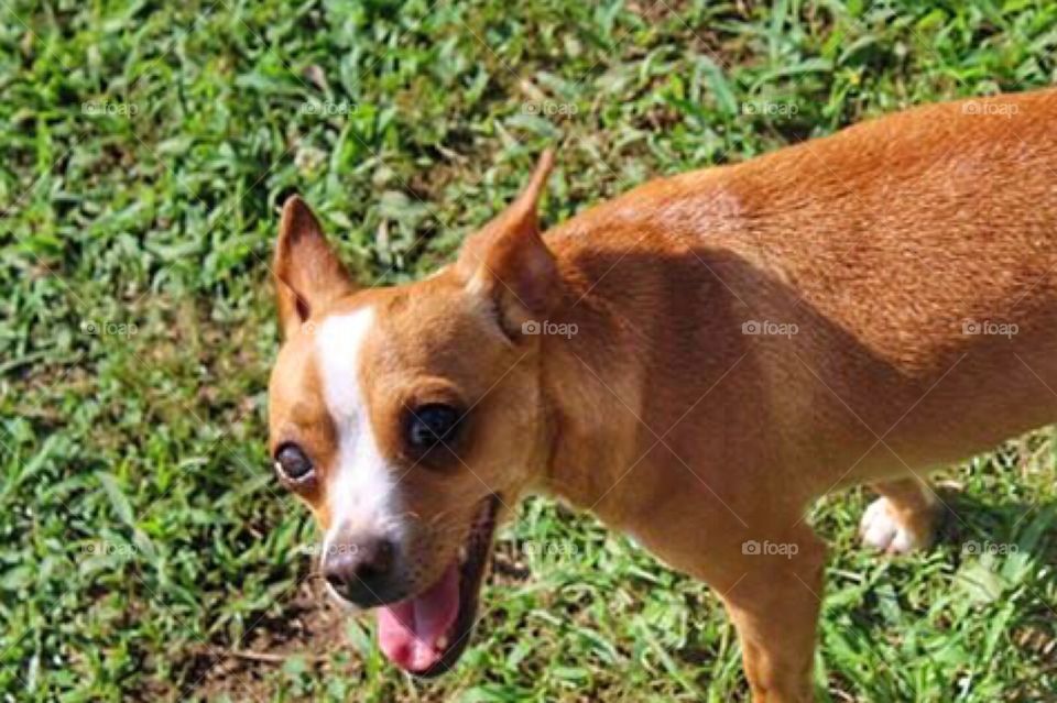 A dog in the grass