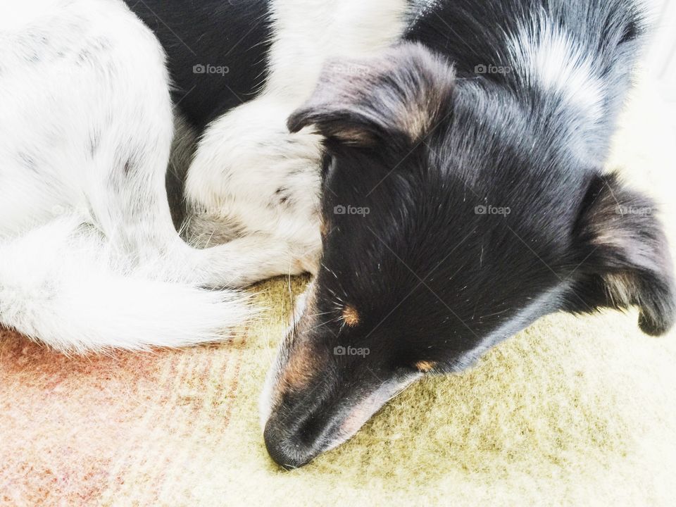 Jack Russell resting