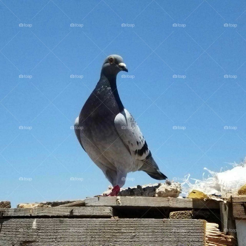 Beautiful bird on a roof.