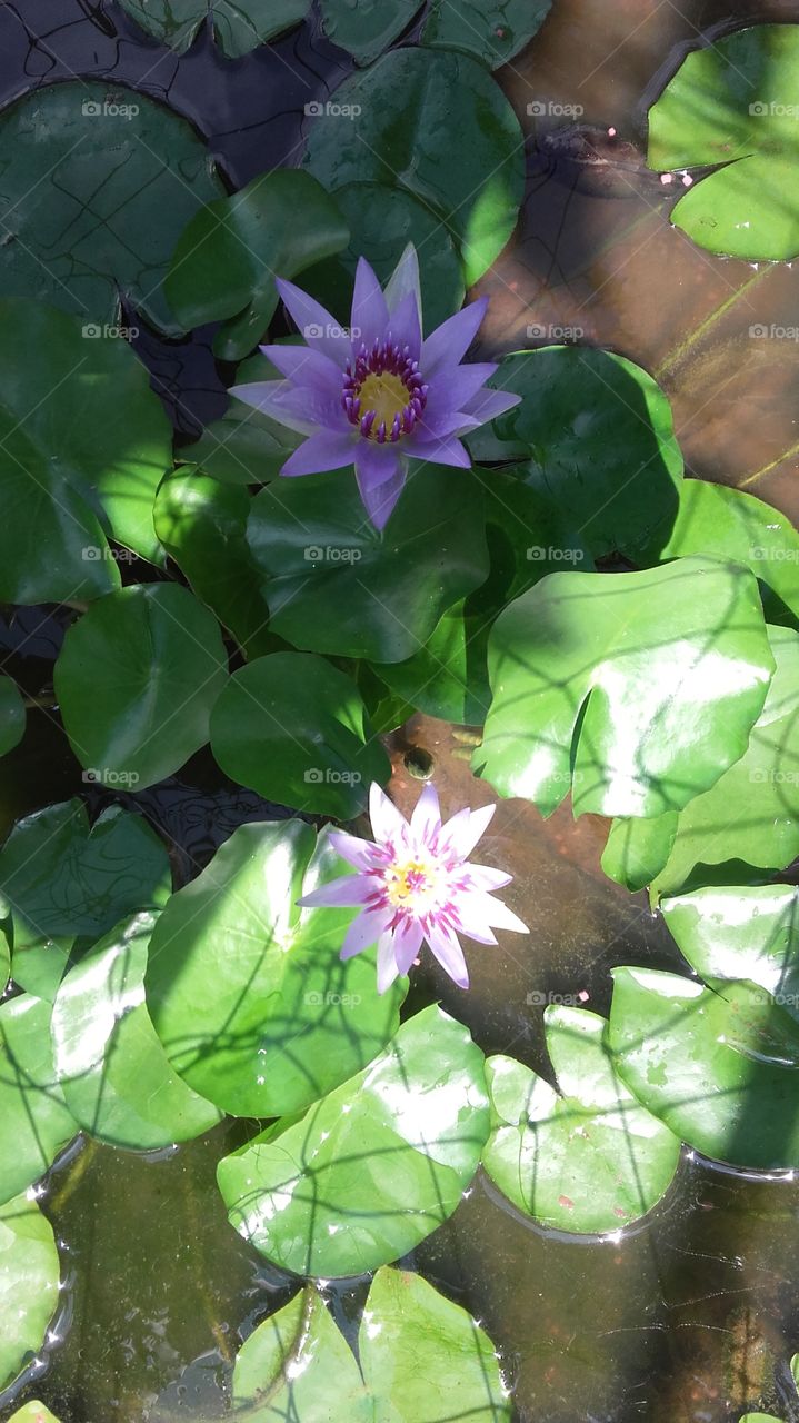 my home flower pond