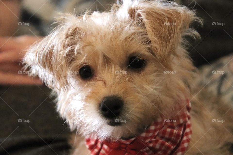 Yorkiepoo puppy