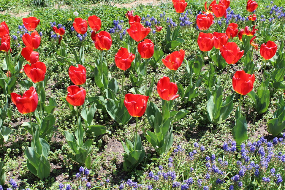 White House Flowers 