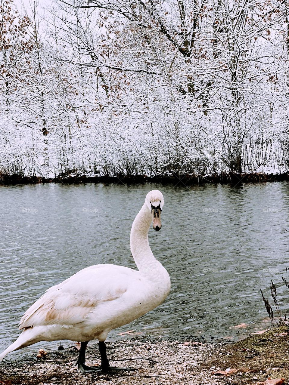 White swan in the snow