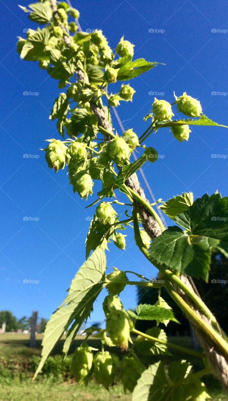 Hops on the vine. 