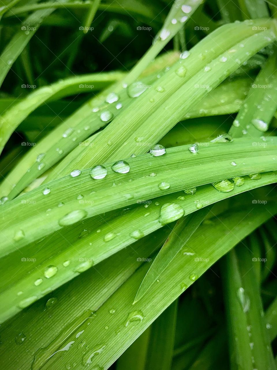 Dew on the grass