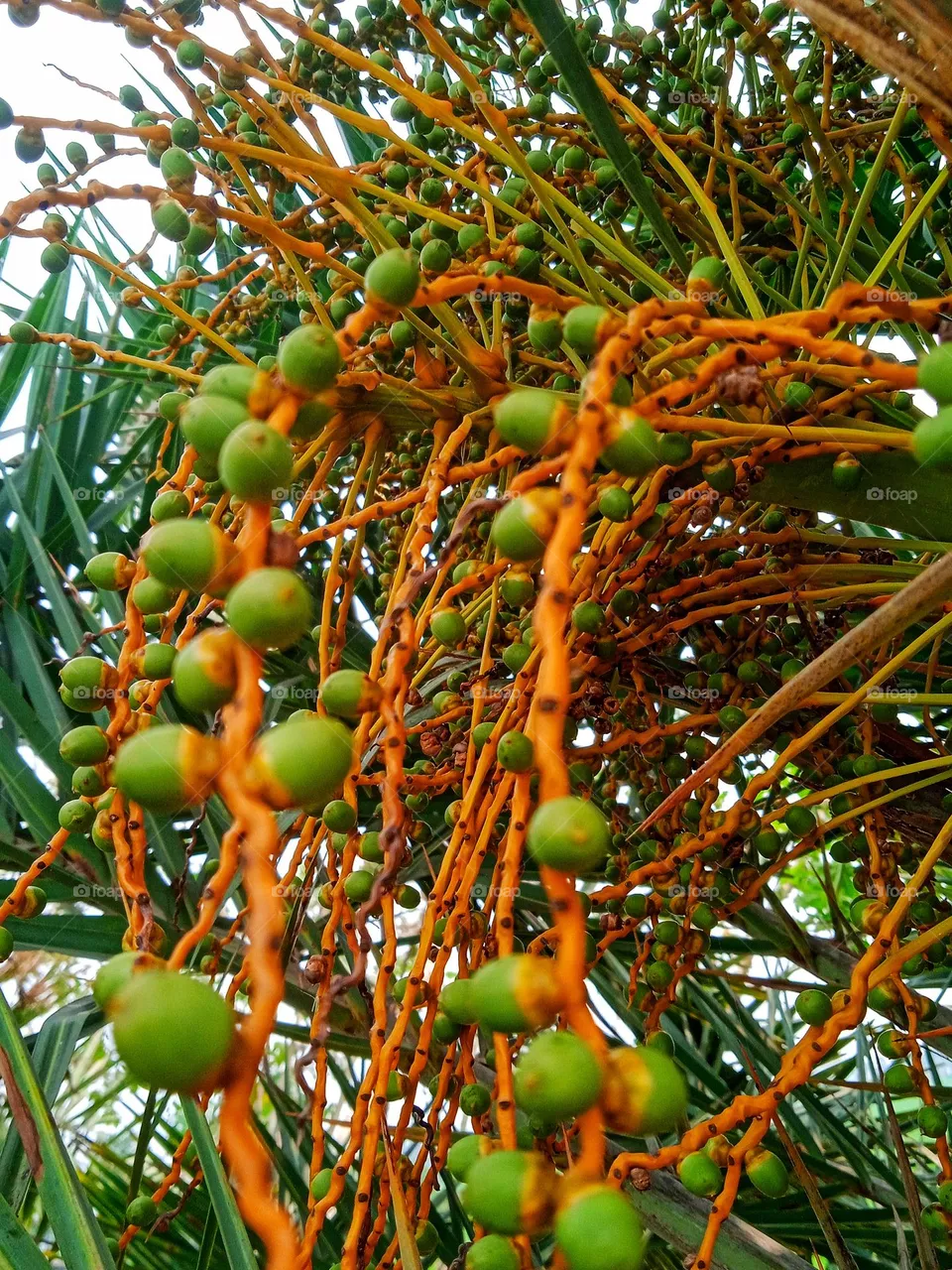 Beauty of a tree