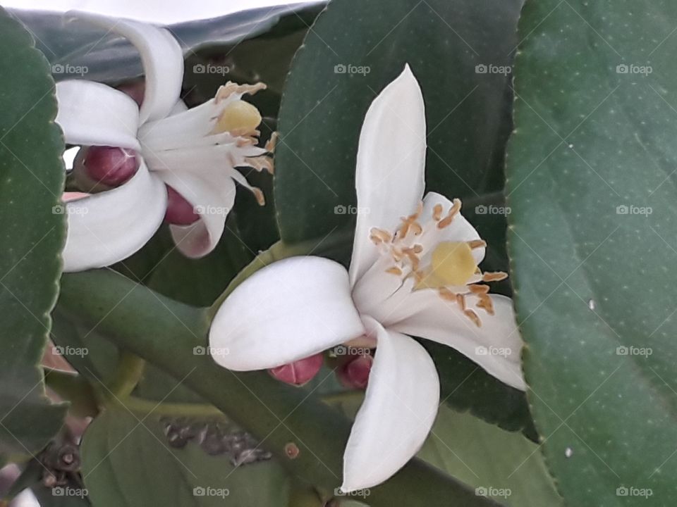 Flower, Cactus, Leaf, Flora, Nature