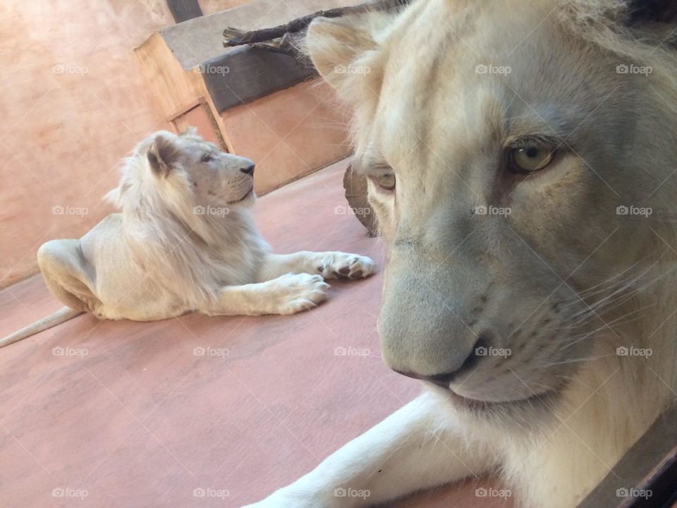 Two lions behind glass in the zoo