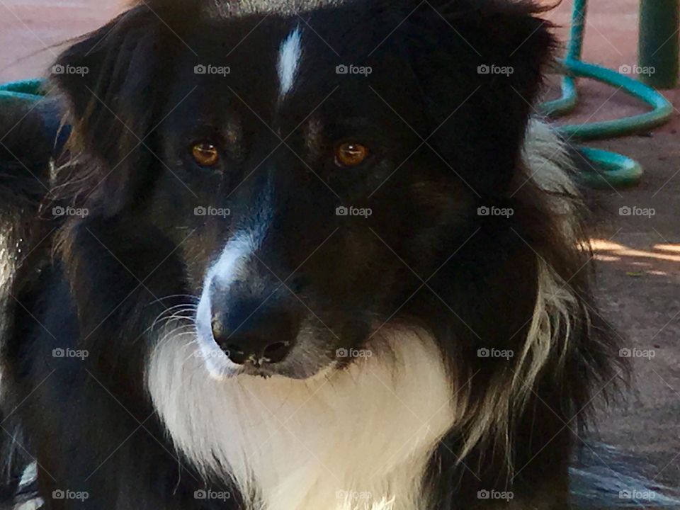 Border collie sheepdog 