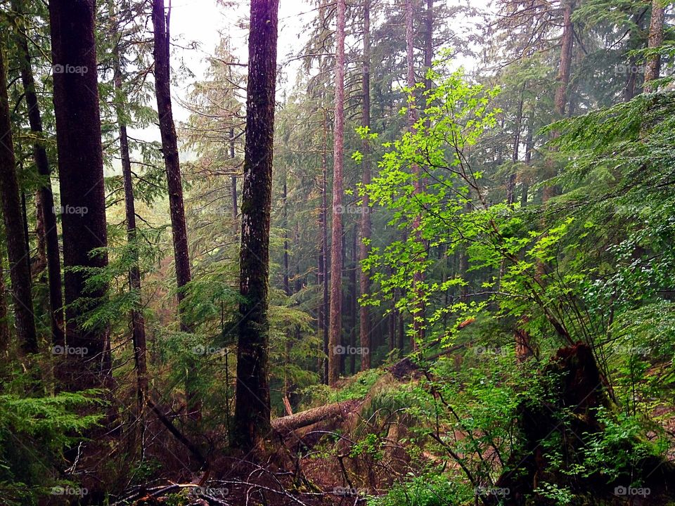 Forest in Sitka, Alaska