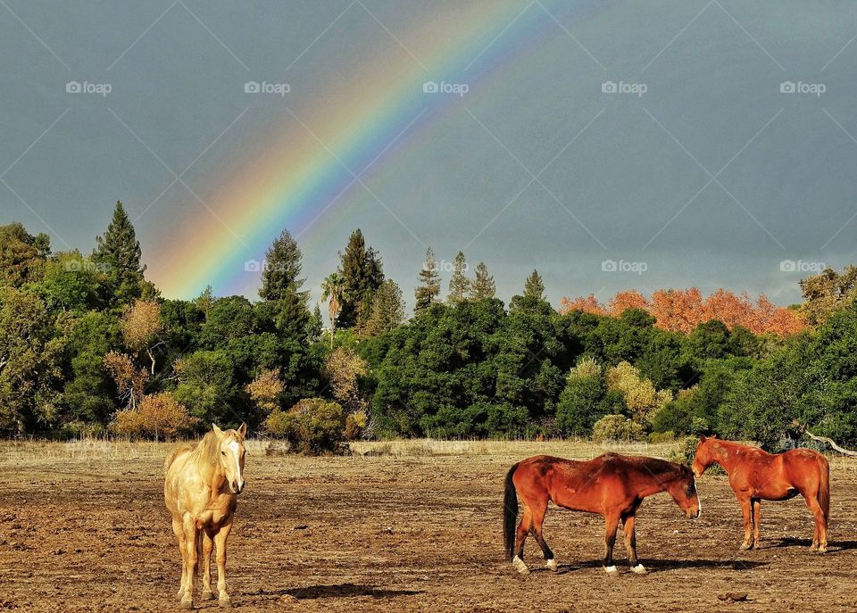 Rainbow After The Storm