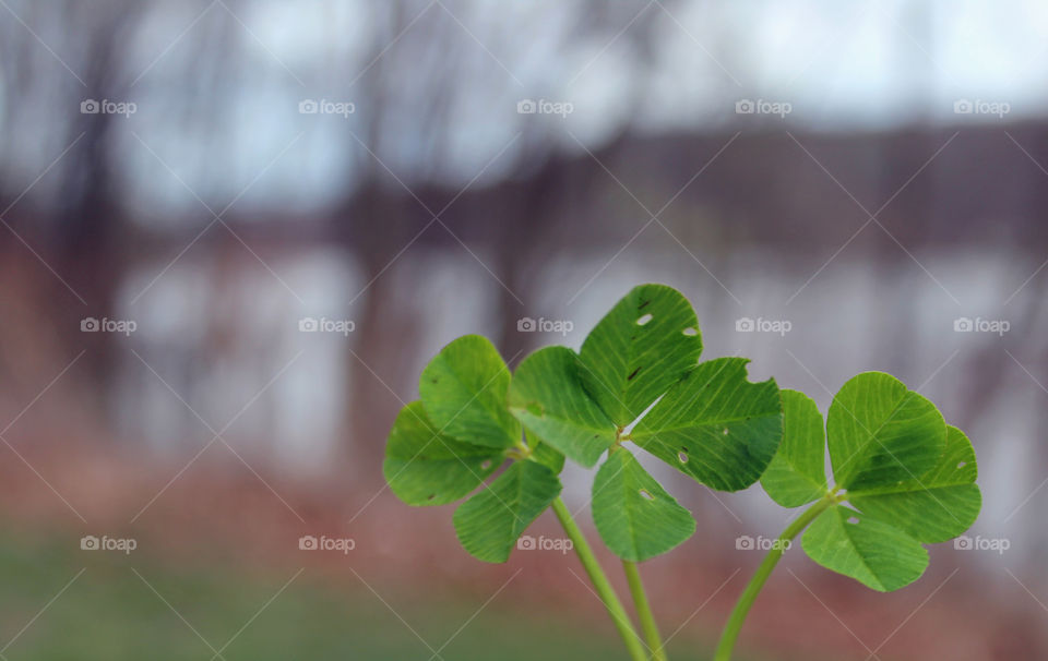 4 Leaf Clovers, Nature, Plant