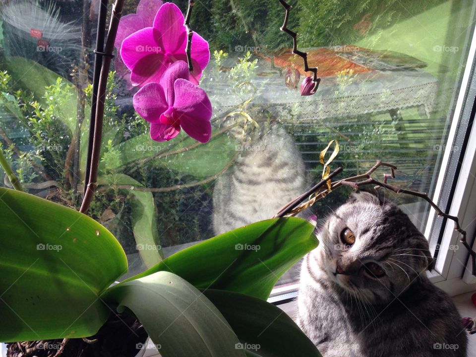 Flower, Nature, No Person, Beautiful, Cat