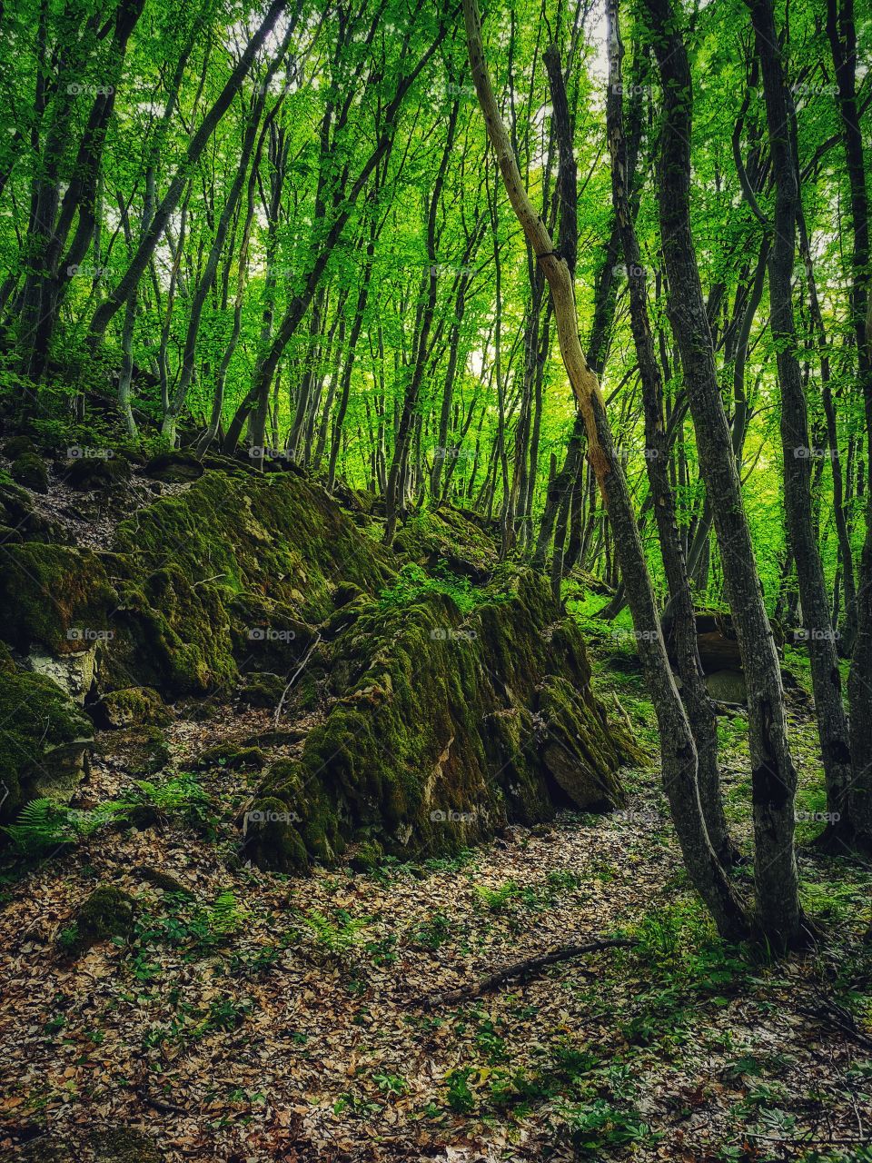 Forest day outdoor nature greens wild forest greens