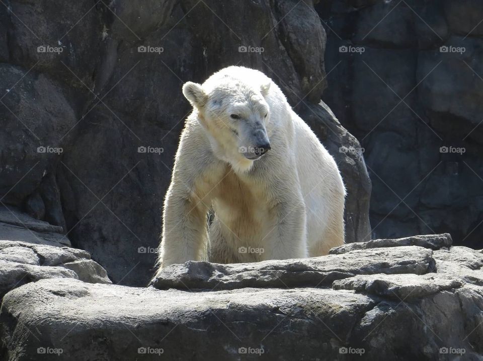 Polar bear