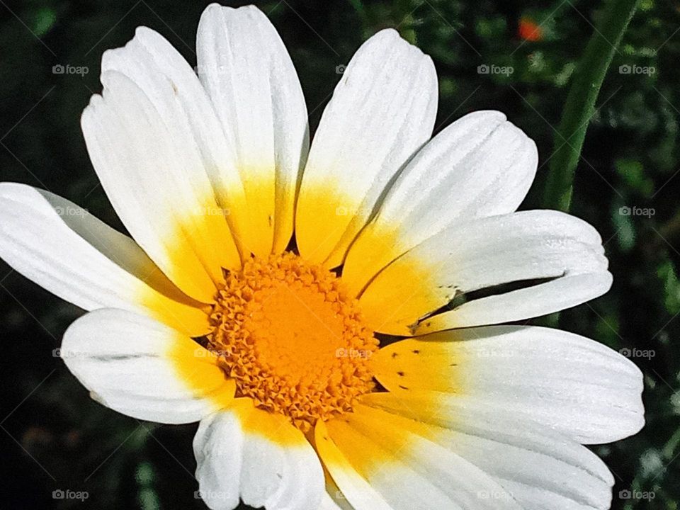 daisy flower