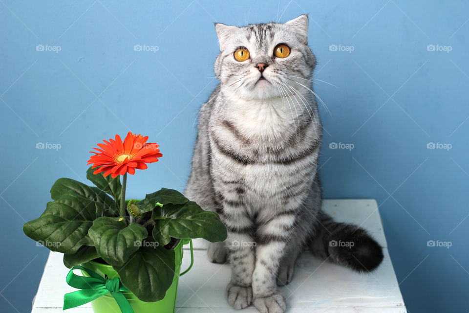 Scottish Fold Cat and Flower in  a Pot