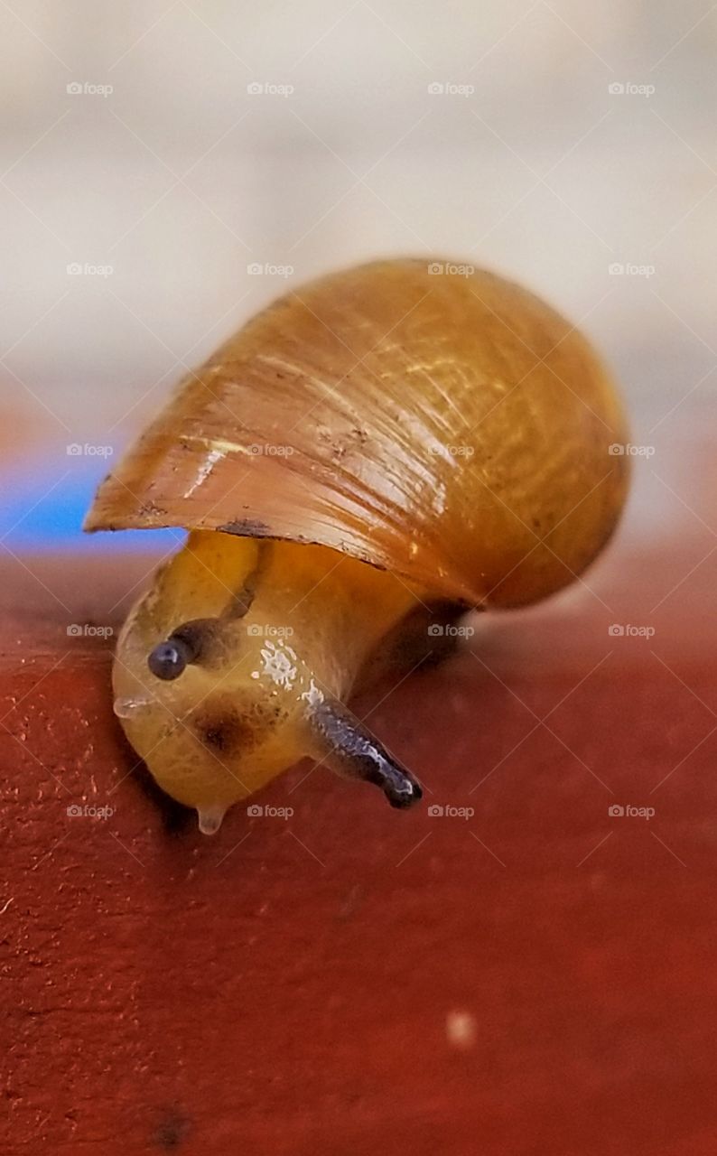 Snail on the edge