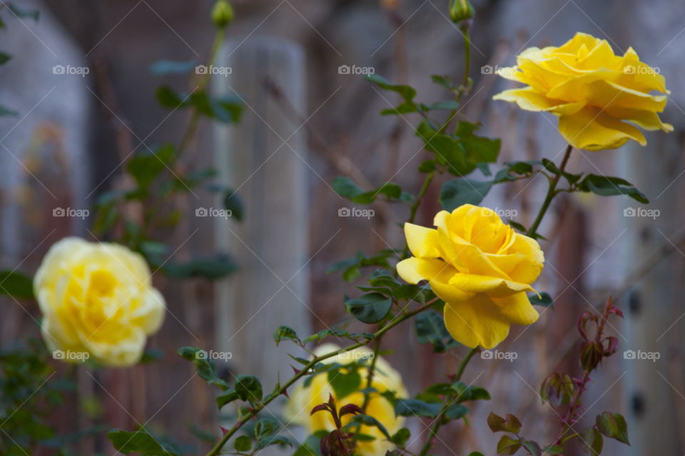 yellow botanical flower travel by cmosphotos