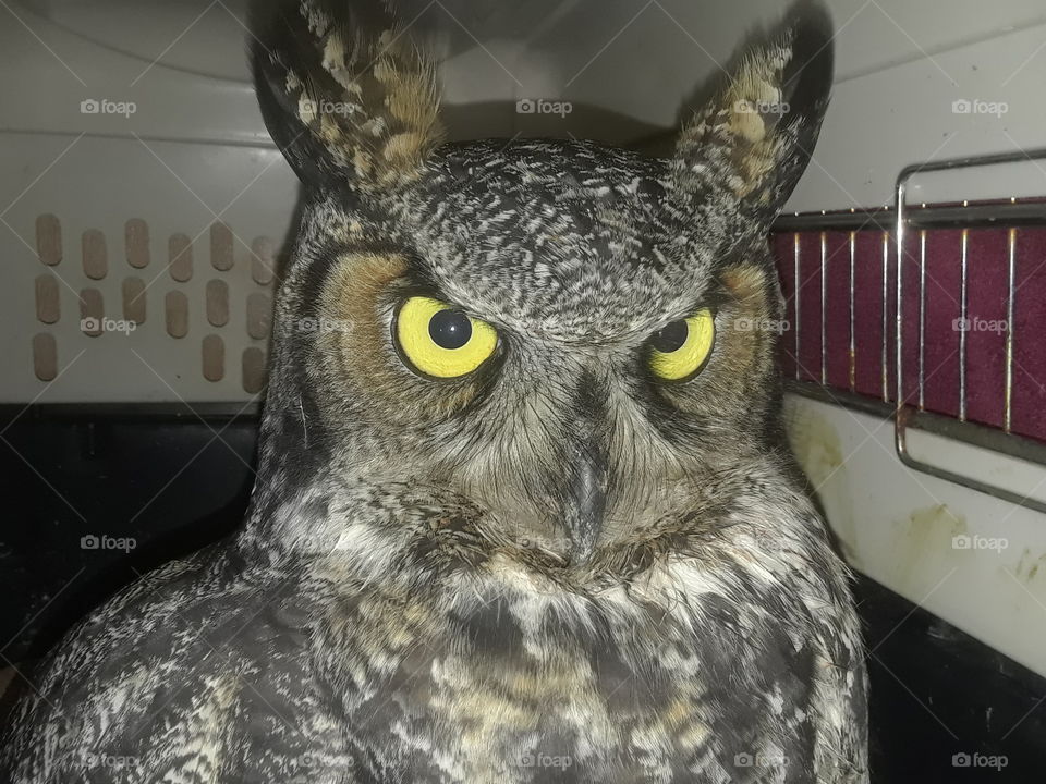 Great horned owl in kennel