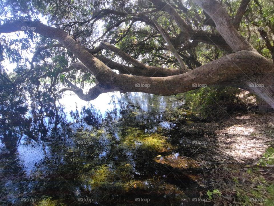 trees and water