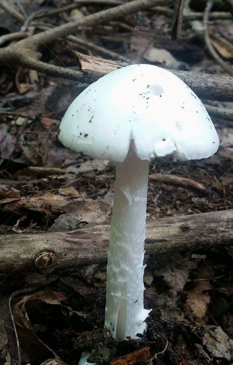 Mushroom