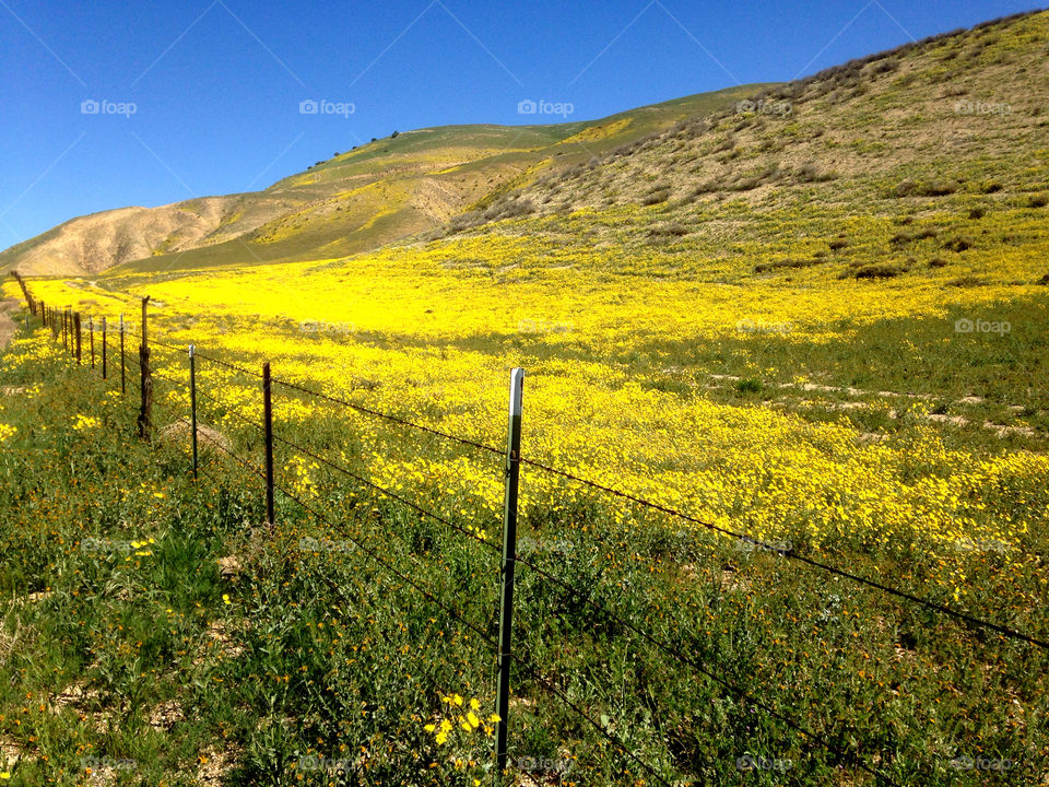 Fields of Wildflowers