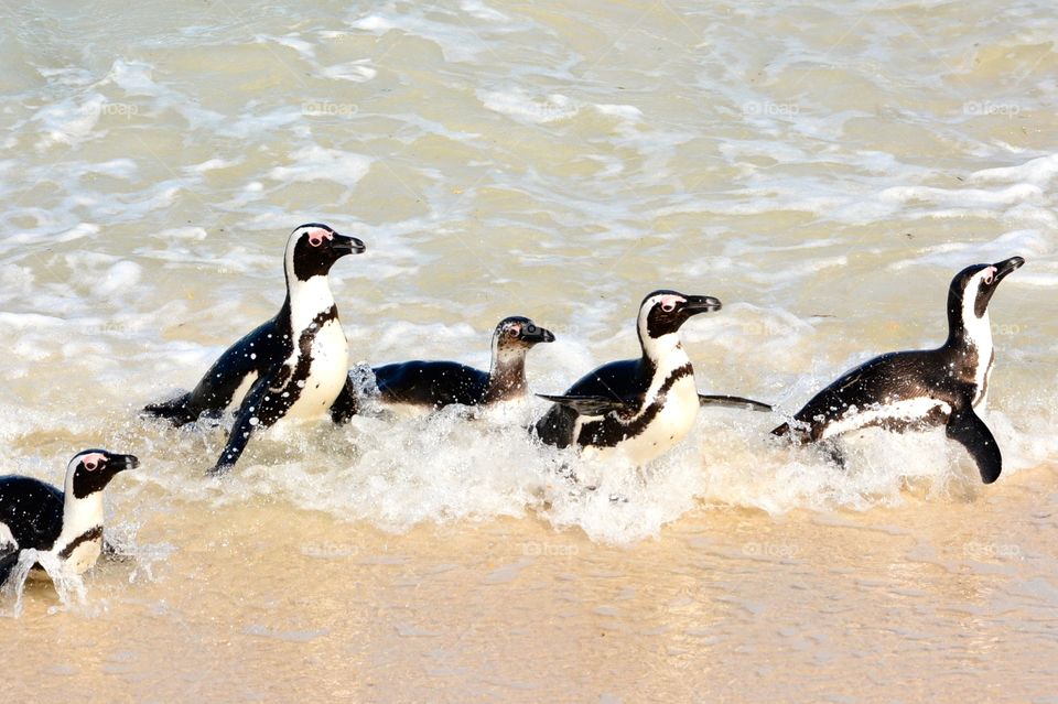 Splashing penguins