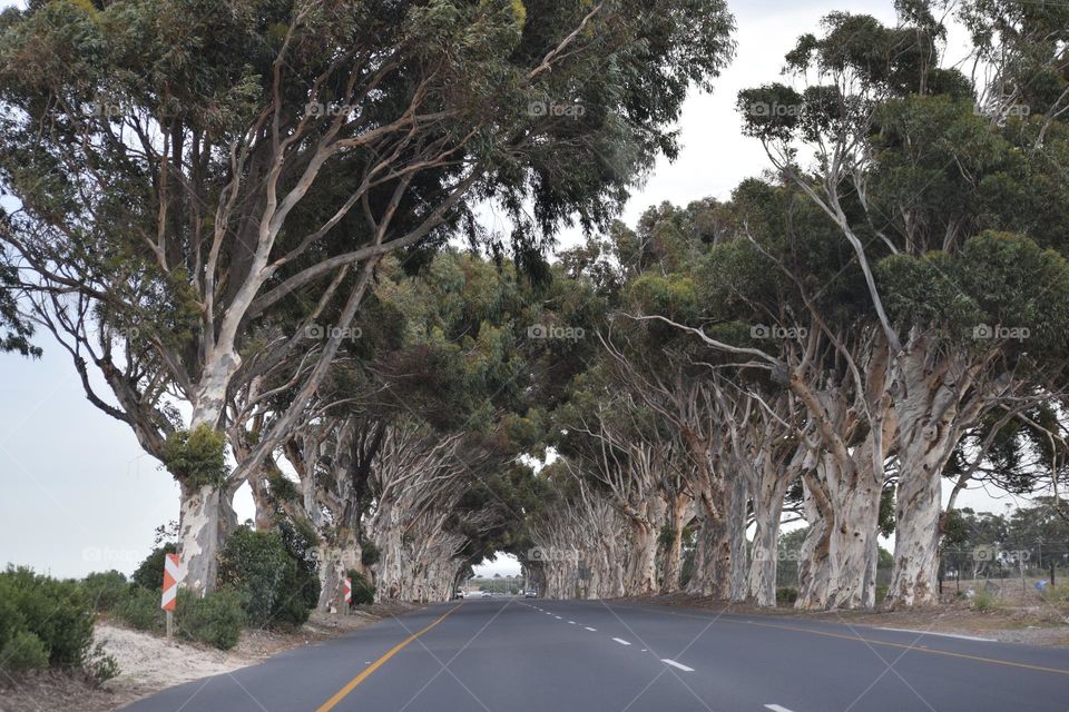 Trees next to the road