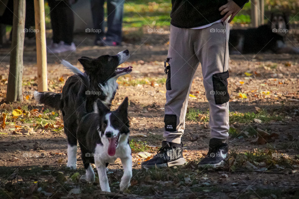 Dog, puppy and boy in the dog center