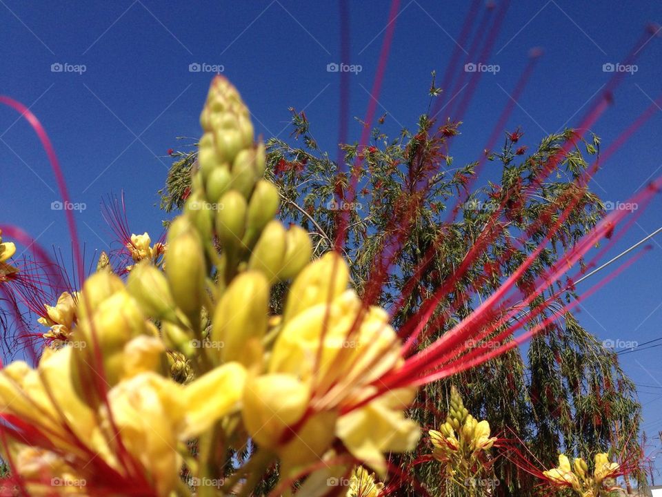 Mexican Bird of Paradise