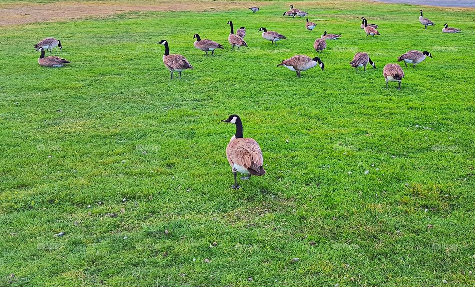 geese