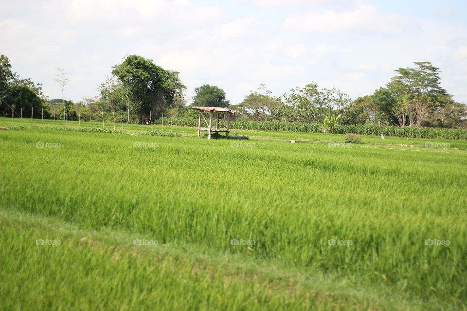 paddy-field