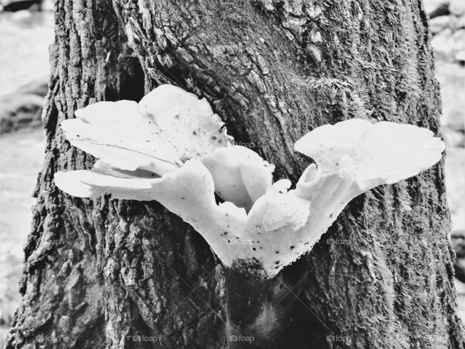 Happy grey story fungus growing on a tree