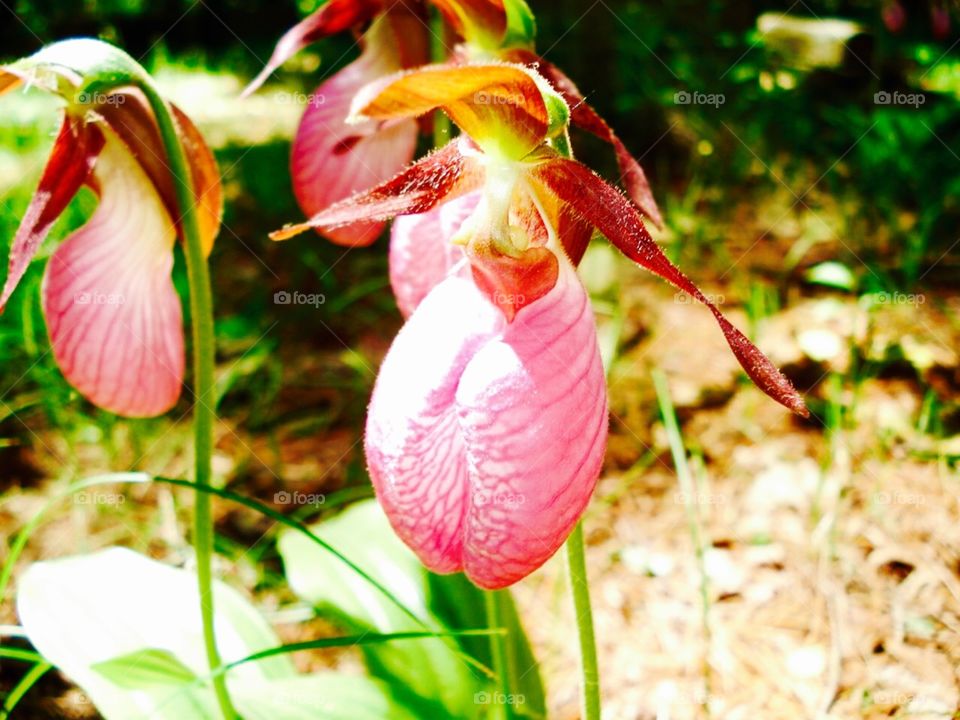 Lady slippers growing in our Pine Grove!