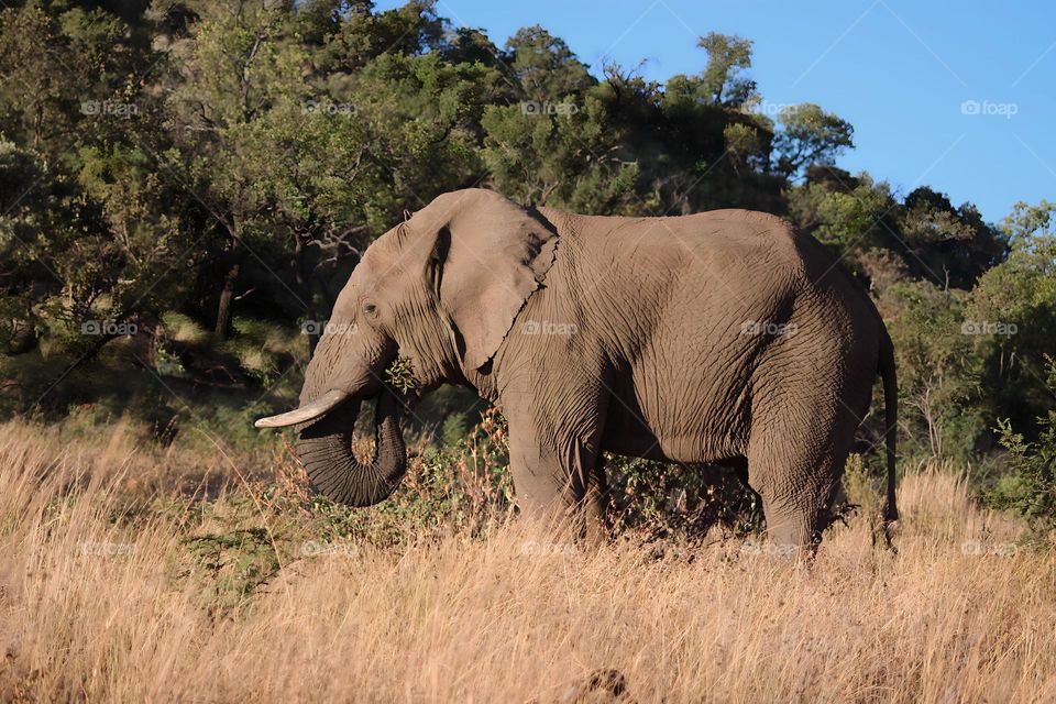 Elephant eating