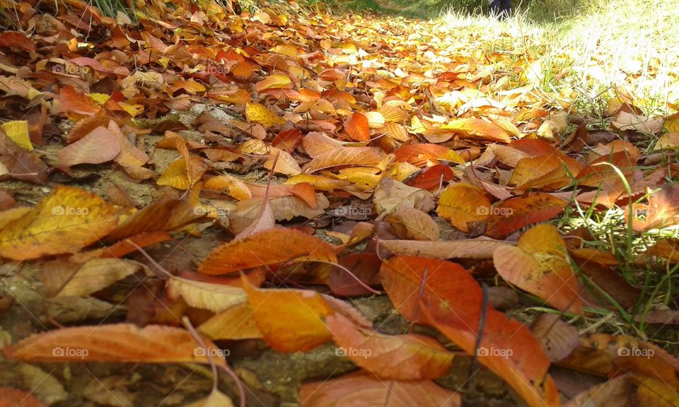 lot of leaves on the road