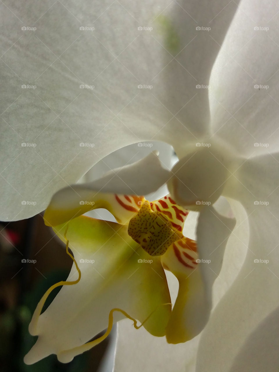 white orchid backlight