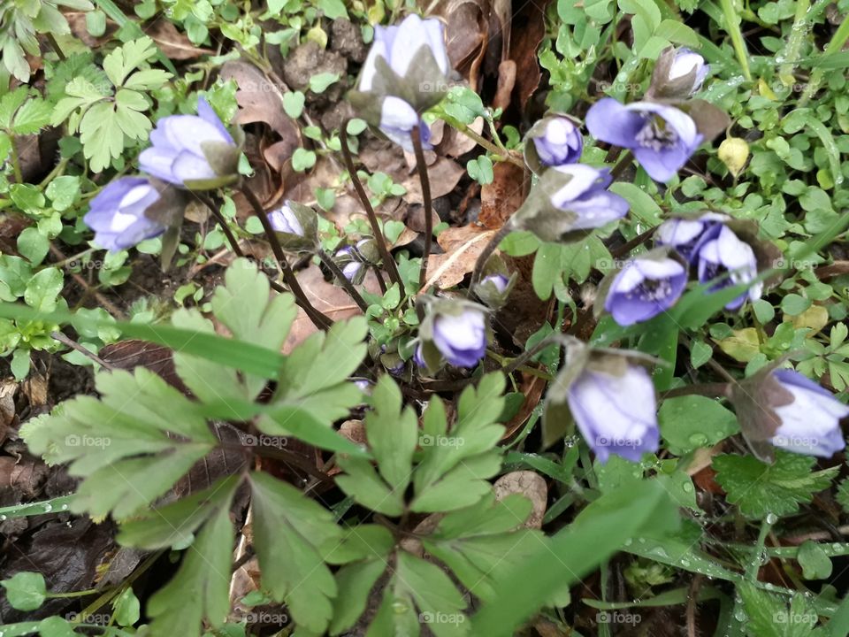 springtime in the wood