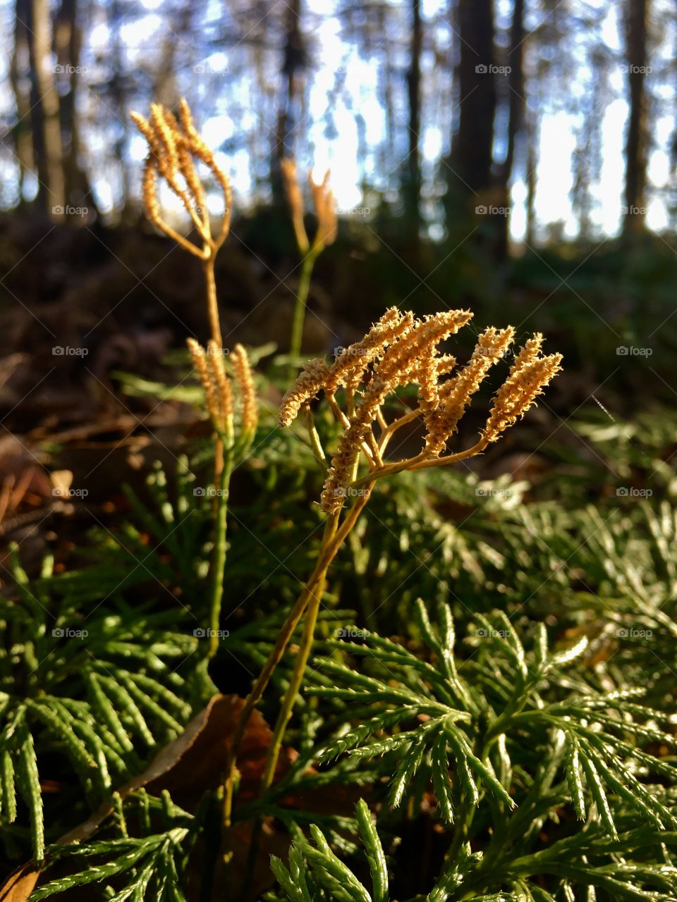 Greenery in the forest