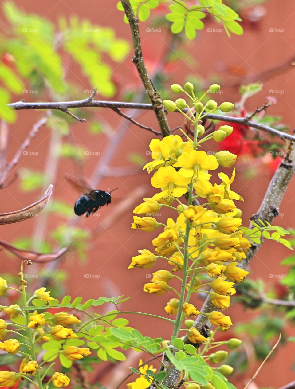 Beetle flying near flowers on branch