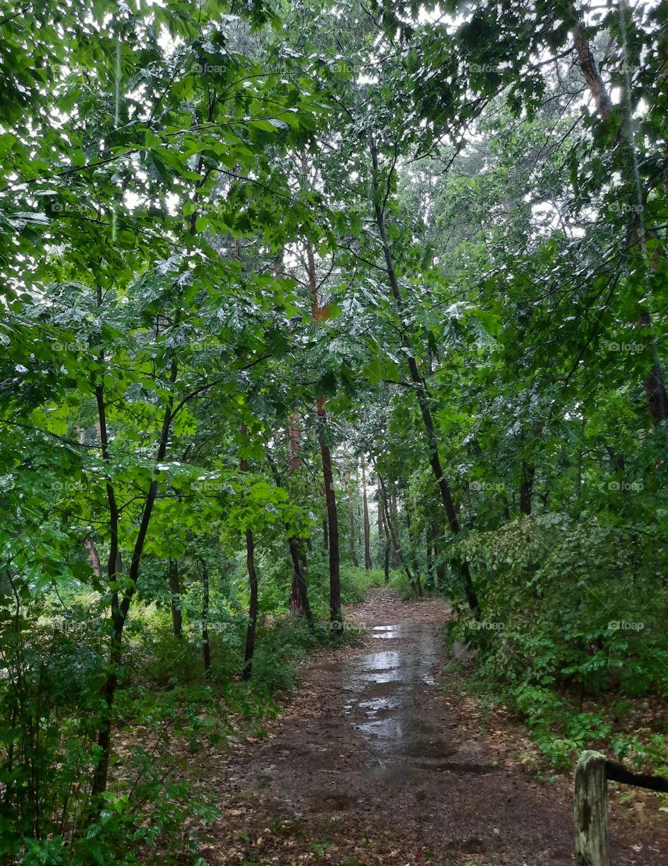 forest during heavy rain