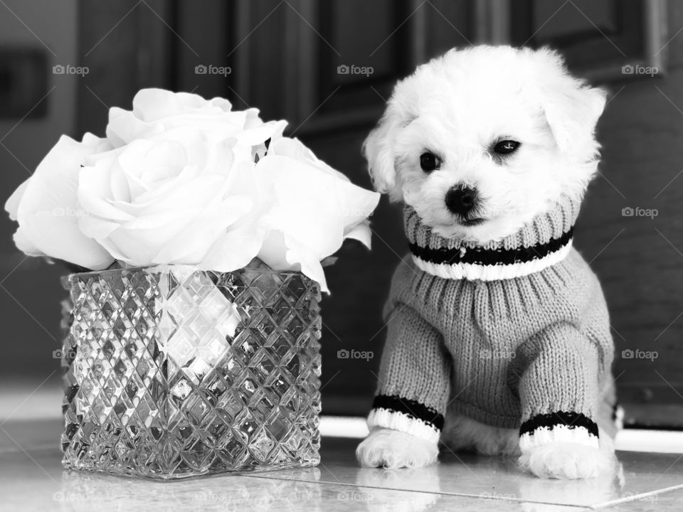 I’m a tiny puppy! Teddy in a turtleneck. Black & white shot. Newbie pup with glass vase & white roses.