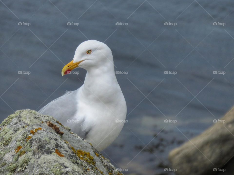 Beautiful seagull at the seaside