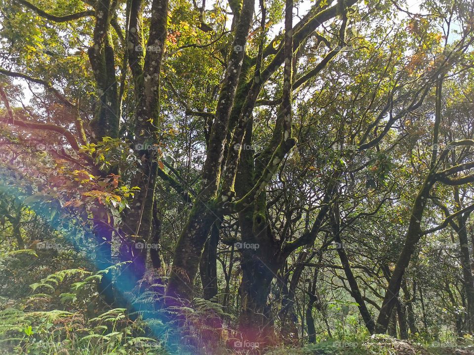 Rainbow across the forest