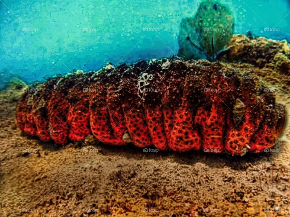 sea cucumber