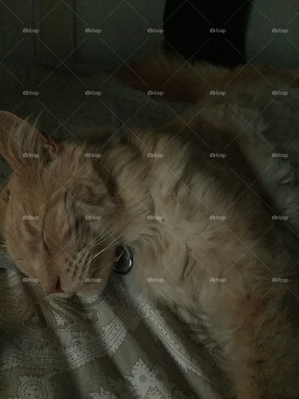 Sleepy monster cat, good friend sleeping 