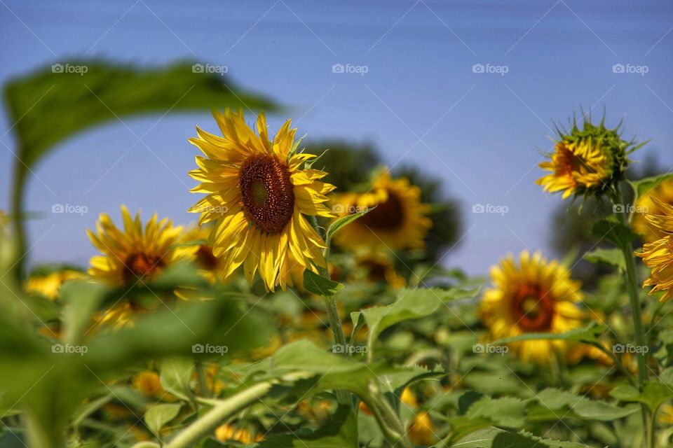 Sunflower planting
